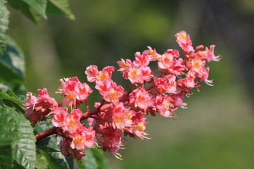 Blossom of horse chestnut tree (Aesculus hippocastanum)