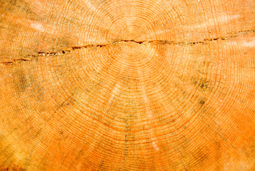 Fototapeta premium close-up wooden cut texture.wood background