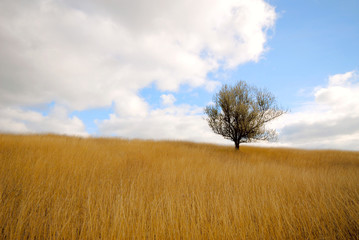 Obraz premium lonely tree in steppe on background of sky with clouds
