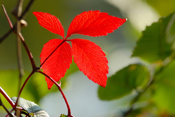 red color leaves of  wild grapes covered by  sun