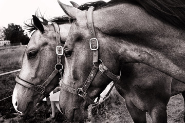 Obraz premium Horses standing on the meadow