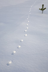 Animal traces in fresh snow
