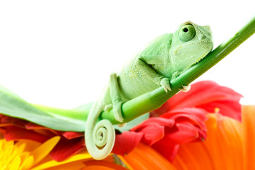 Chameleon on flower. Isolation on white.