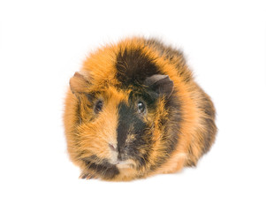 Fototapeta premium guinea pig isolated on white background