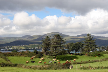 Fototapeta na wymiar an irish island meadow with cattle grazing on lush green grass