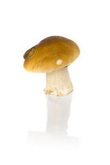 One cep on a white background