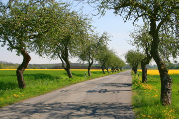 Fototapeta Baumallee,Apfelbäume,Mecklenburg Vorpommern,Deutschland obraz