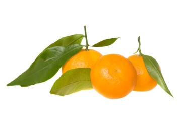 tangerines with leaves on white background