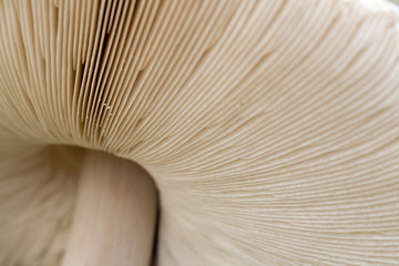 large mushroom cap, (Macrolepiota rhacodes),