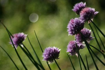 Onions flowers