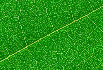 Close-up photo of a green leaf