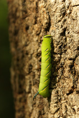 Caterpillar