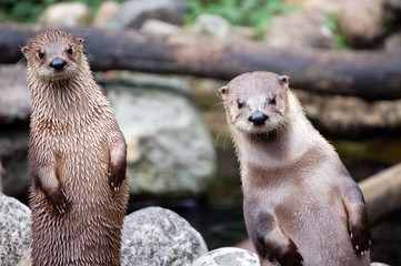 Otter