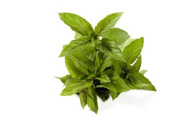 ciuffo di menta piperita