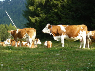 Fototapeta na wymiar Cows at pasture
