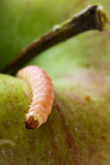 a common worm creeping on an apple