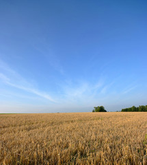 Obraz premium wide open field