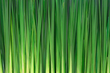 Long grass background