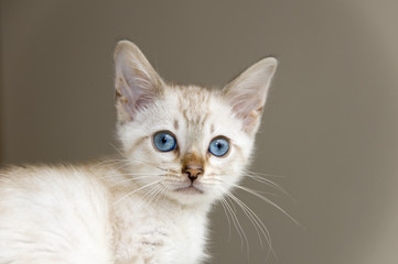 Fototapeta na wymiar Młody kociak bengalski z brązowym tle