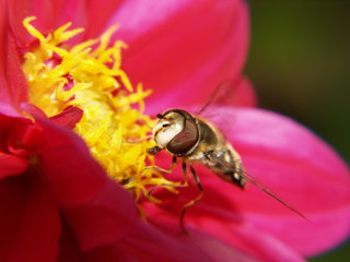 episyrphus balteatus - marmelade fly on a flower
