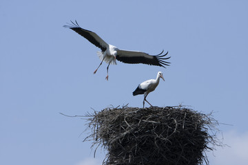 Stork on returning to its nest