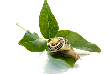 Snail looking down from green leaf