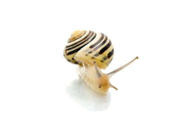 Snail looking at the screen