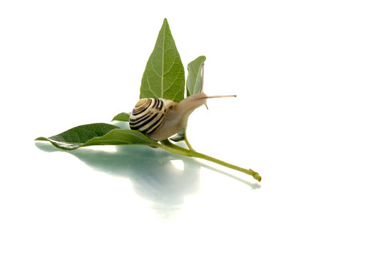 Snail looking behind a green leaf