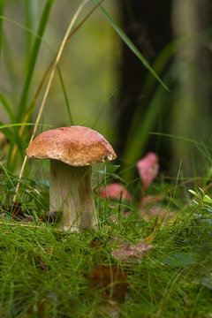 Cep II
