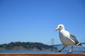 walking california gull