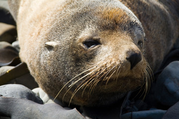 a Sleepy old seal in new zealand