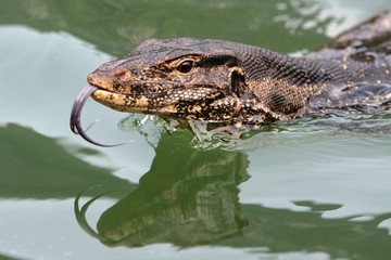 Malayan Water Monitor Lizard - Varanus salvator