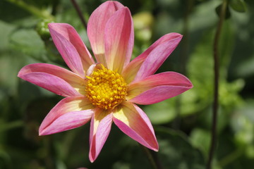 a dahlia flower