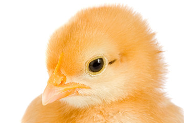 Obraz premium Yellow little chicken a over white background