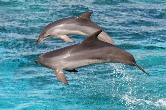 Two bottlenose dolphins leaping out of the water