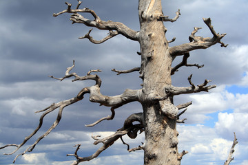 twisted branches of a burned tree