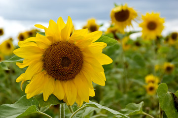 Field of sunflowers