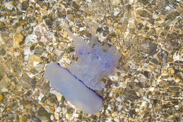 The jellyfish has swum up to the coast