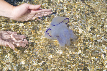 Fototapeta premium The jellyfish has swum up to the coast