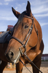 portrait of a bay horse with English style saddle