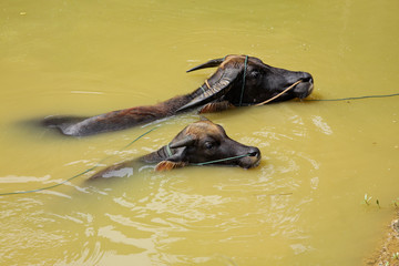 Fototapeta premium Two Asian water buffalo (Bubalus bubalis) wading in water