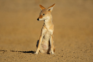 Black-backed Jackal (Canis mesomelas), Kalahari, South Africa