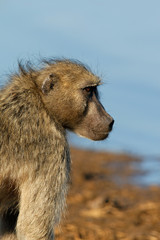 Chacma baboon, Kruger National Park, South Africa