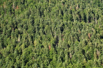 Obraz premium Forèt de sapins,Aude,pyrénées