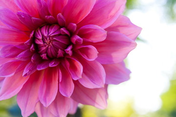 Obraz premium flower in garden