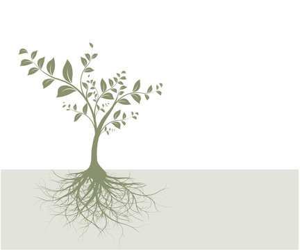 vecteur s&eacute;rie - arbre et racines vectorielles sur fond beige