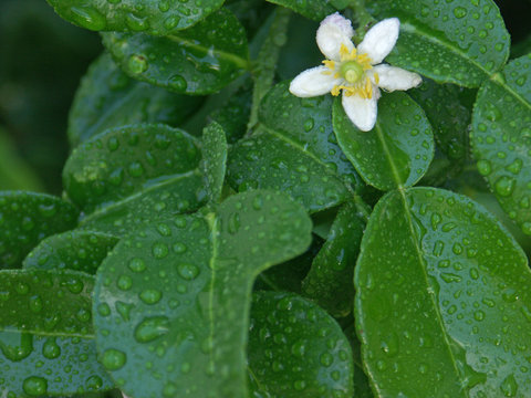 Fleur De Citrus Hystrix