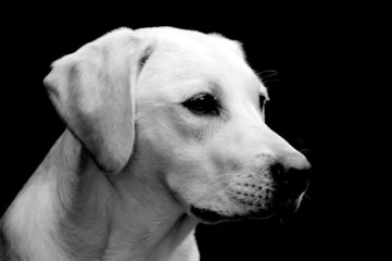 labrador puppy