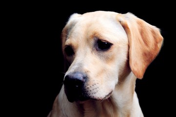 labrador puppy portrait