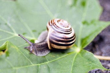 common garden snail taking a walk on a green leaf